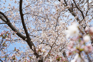 桜（満開、空、花見、春、卒業、入学など）