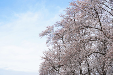 桜（満開、空、花見、春、卒業、入学など）
