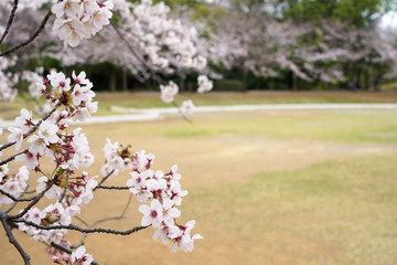 桜（満開、空、花見、春、卒業、入学など）