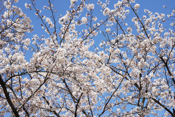 桜（満開、空、花見、春、卒業、入学など）