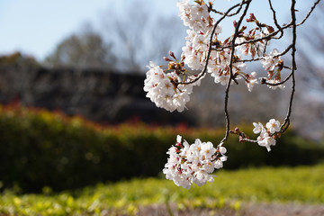 桜（満開、空、花見、春、卒業、入学など）