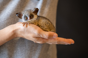 bushbaby is famous exotic pet 