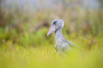 The Shoebill, Balaeniceps rex or Shoe-Billed Stork. The majestic bird of the wetlands and an excellent fisherman is in typical green environment. Walking in the grass od Uganda wetlands. ..