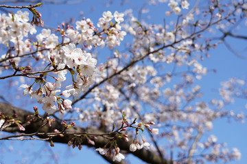 桜（満開、空、花見、春、卒業、入学など）