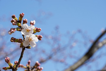 桜（満開、空、花見、春、卒業、入学など）
