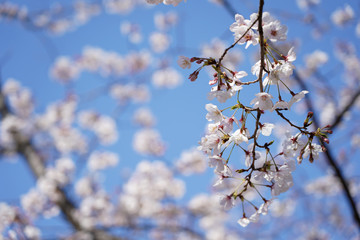 桜（満開、空、花見、春、卒業、入学など）