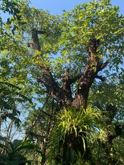 Fototapeta premium Beautiful big tree in the forest