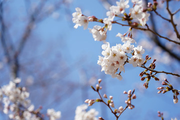 桜（満開、空、花見、春、卒業、入学など）