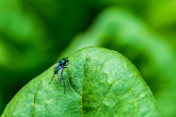 Fly on a Spinach Leaf in the Garden