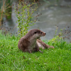 Eurasian otter (Lutra lutra) on a grass bank