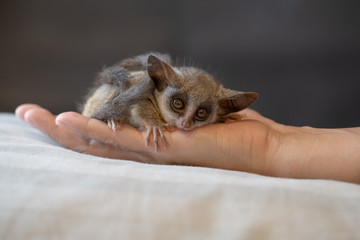 Obraz premium bushbaby is famous exotic pet 