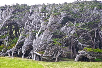Forest in New zeland