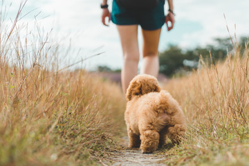 Brown dog puppy poodle running in the park following his owner.