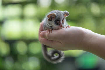 bushbaby is famous exotic pet 