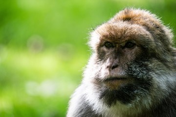 Barbary Macaque Monkeys relaxing in the forest