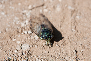 Cicada seen from the park.
