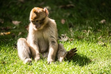 Barbary Macaque Monkeys relaxing in the forest