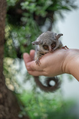 bushbaby is famous exotic pet 