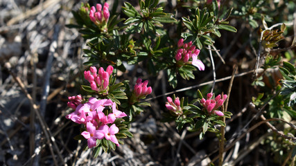 Rosmarin Seidelbast, Daphne cneorum,