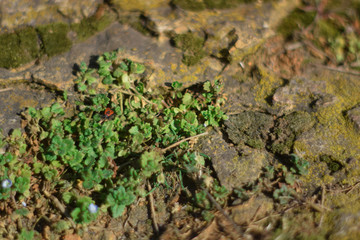 Green moss on the stone with grass and red soldier beetle close up. Moss on the rock. Stone with moss close up