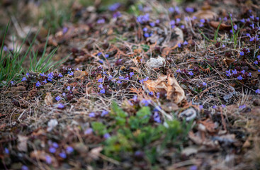 Glechoma hederacea. Nepeta glechoma Benth., Nepeta hederacea  is an aromatic, perennial, evergreen...