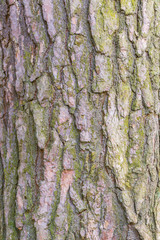 Moss on the pine tree bark texture. Surface of the old tree trunk.