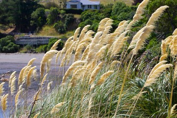 grass on the beach
