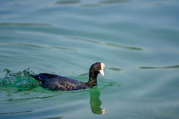 Side plan, of Fulica Atra swimming by the blue water of the lake. Looking at the camera.