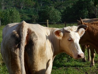 cow in a field