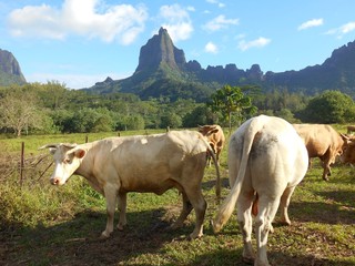cows in the mountains