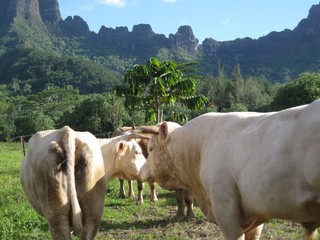 cows in the mountains