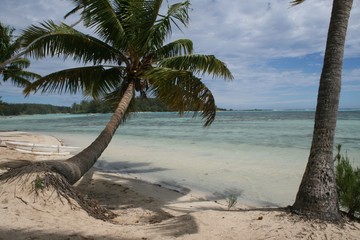 palm tree on the beach