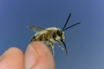 Close up of bee Eucera nigrescens on a human finger.