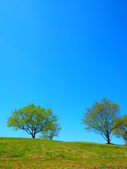 Obraz premium 青空と樹木