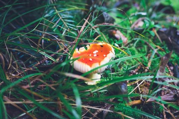 Schwammerlsuchen