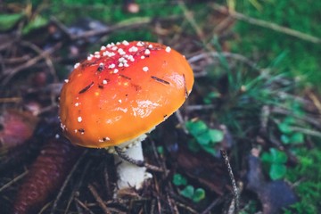 Pilz