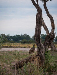 Bush chicken on dead tree in okavango delta national park botswana