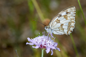 Side macro plan of, butterfly Melanargia occitanica, sucking nectar from a lilac Scabiosa flower
