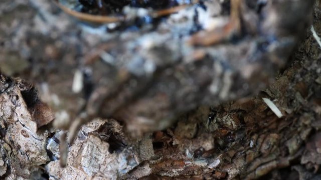 Macro slider video of a view into the knothole of a needle tree with resin 3