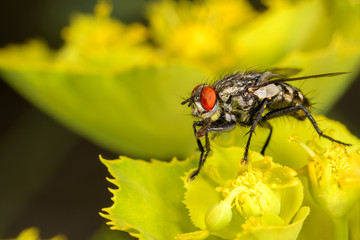 Macro lateral plane, of gray fly Sarcophaga carnaria, on a yellow flower of Euphorbia amygdaloides
