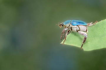 Close up view of beetle Hoplia coerulea with a green background.