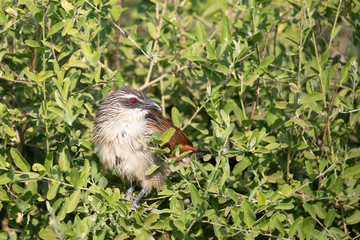 White-browed Coucal