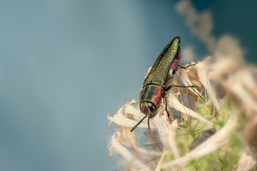 Close up view of beetle Anthaxia hungarica with a blue background.