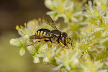 Close-up of bee Anthidium manicatum on a Sedum sediform flower.