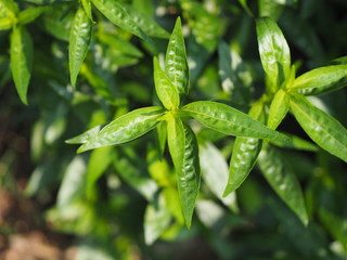 Thai herbs relieve sore throat, reduce fever, heat up the cold green vegetable, King of bitters The...