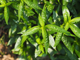 Thai herbs relieve sore throat, reduce fever, heat up the cold green vegetable, King of bitters The...