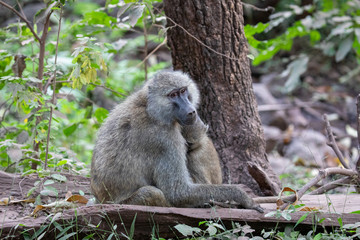 baboon
