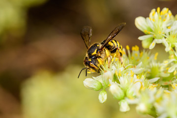 Close-up of bee Anthidium manicatum on a Sedum sediform flower.