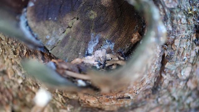 Macro slider video of a view into the knothole of a needle tree with resin 4