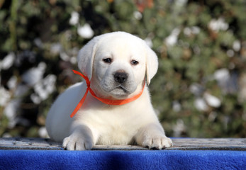 the labrador puppy on a blue background
